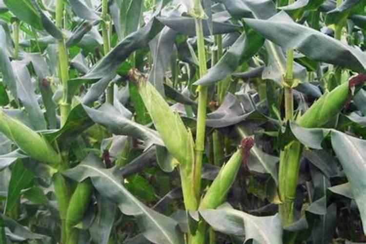 玉米抽雄期可以喷叶面肥吗