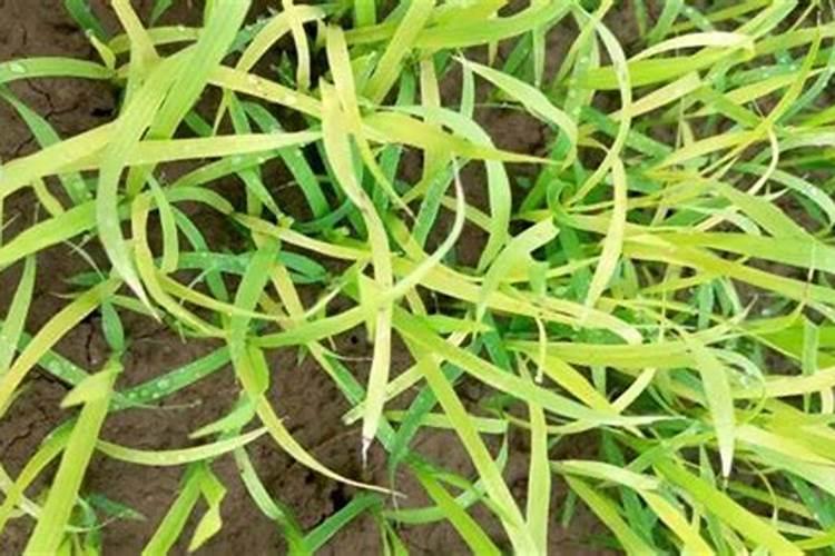 氮肥过多怎么解决