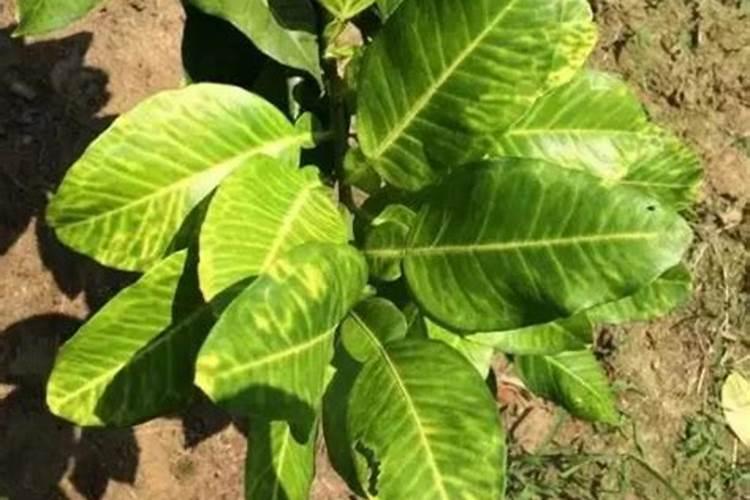 儿菜能吃吗 儿菜能不能吃