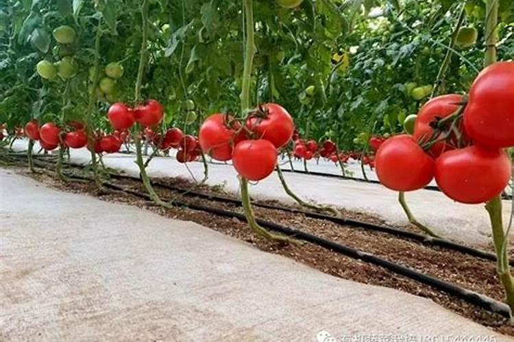 种植番茄也要施氮肥吗？在什么时候施氮肥效果好呢？