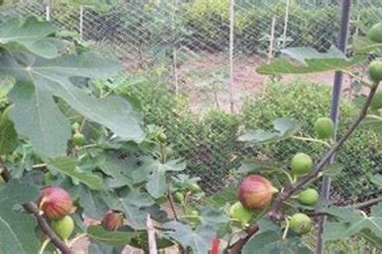 槟榔苗用什么肥长得快,刚种槟榔用哪种肥料