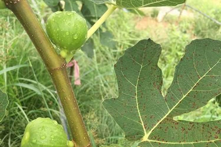 无花果追肥用什么肥料好