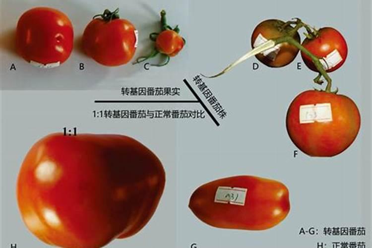 甘蔗种植怎么施肥