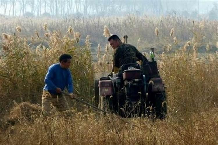 营养土种菜有毒吗