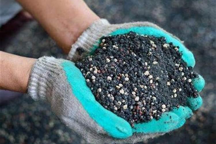 四季杜鹃茶花施什么肥料