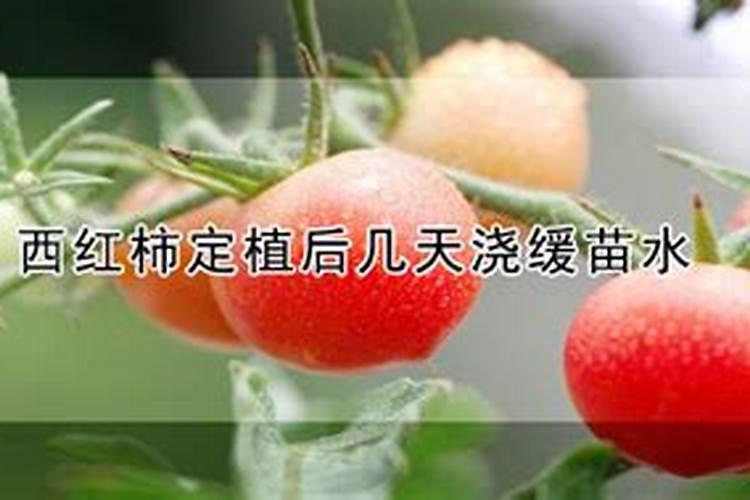 西红柿施肥的正确方法