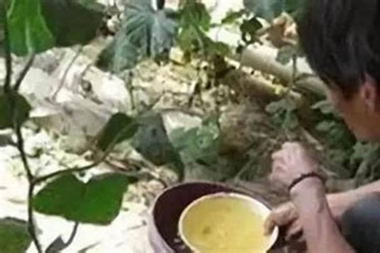 甘蔗黄叶病用什么药效果好 病因及防治方法