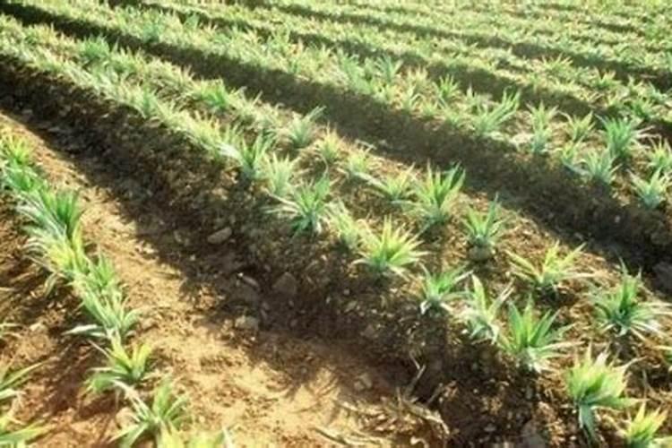 来年开春,种植春小麦时该注意啥