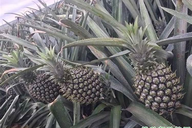 菠萝施什么肥最好