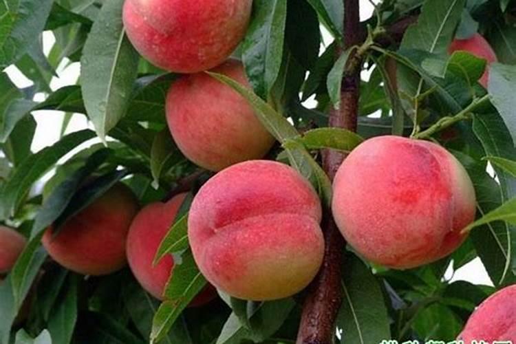 月季花哪时候施肥比较好 月季花什么时候施肥