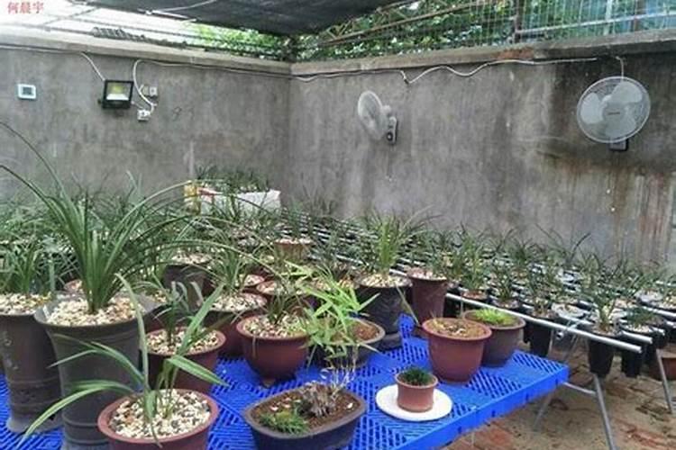 腐植酸钠可和钙一起使用吗