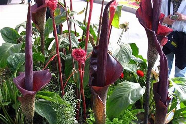 野三关蔬菜采摘基地简介