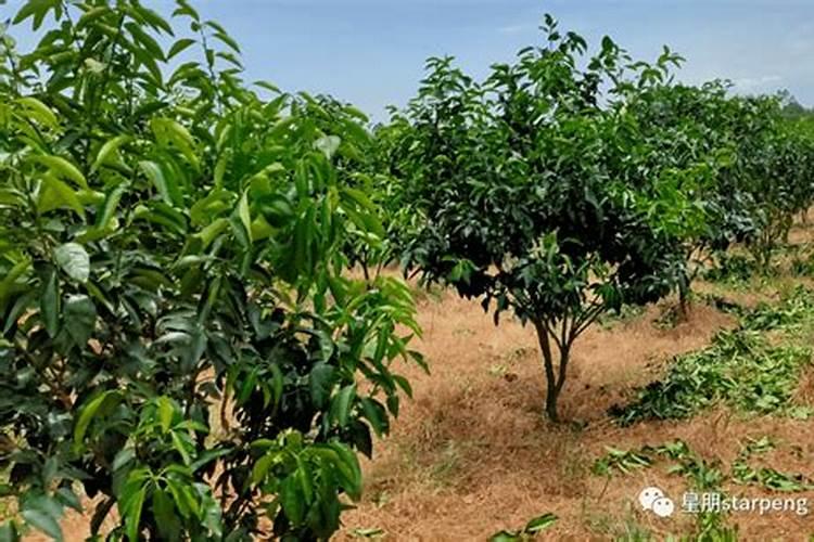沙糖桔花芽分化在什么时候