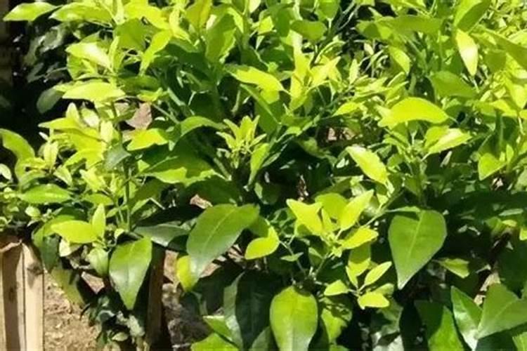 请问老师这是什么毛毛病,秋梢不老熟求救