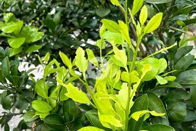 荔枝秋梢不够老熟能喷多效座吗？