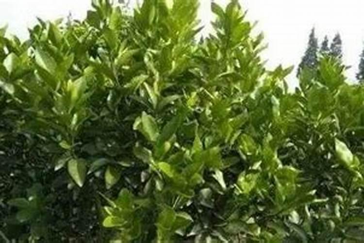 秋梢控旺用什么药