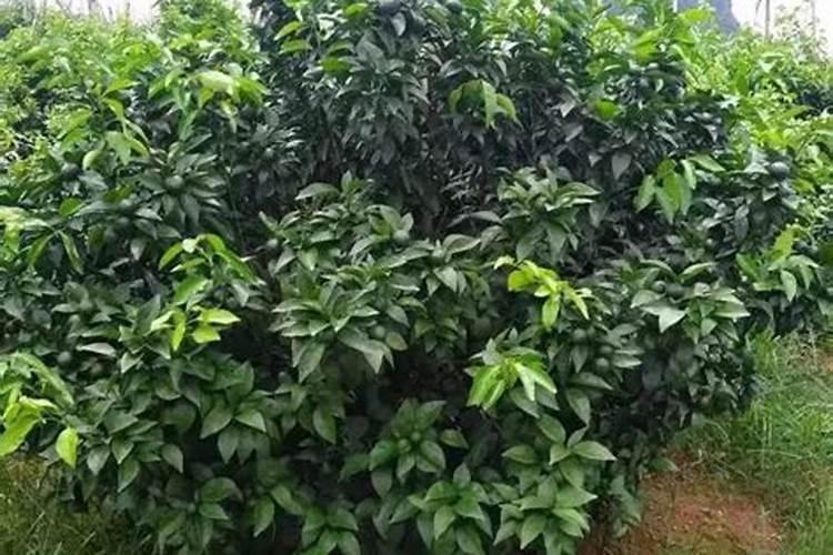 荔枝秋梢还没有完全老熟,喷什么好？