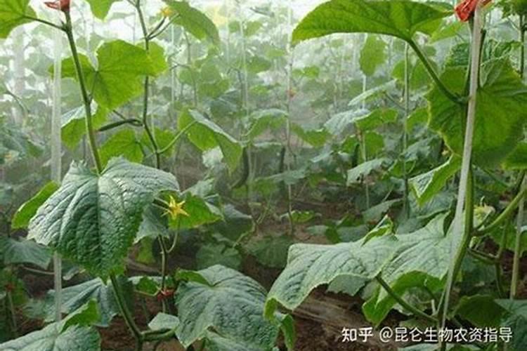 什么瓜子含钾元素多