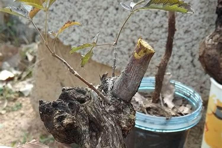 观叶植物用什么肥料好