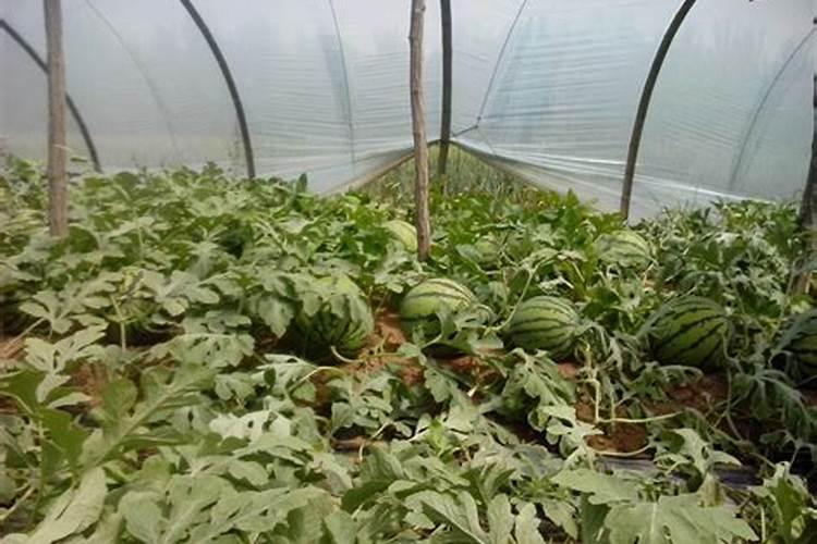 怎样早春大棚种植西瓜8424