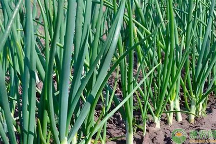 《稀土肥料那么火,到底有啥用？》