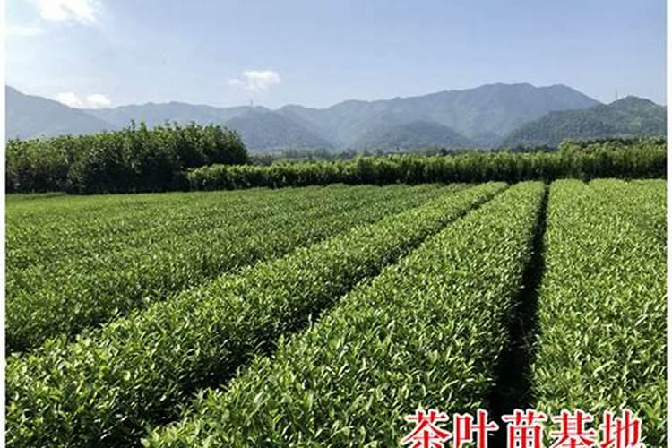 茶苗移栽多久可以施肥