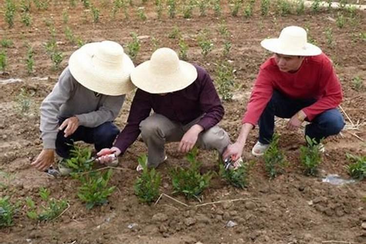 茶苗移栽最佳时间,移栽后多久施肥？怎么修剪管理？