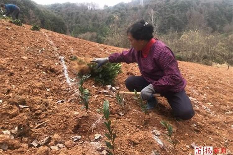新栽的茶苗应该怎样正确施肥呀