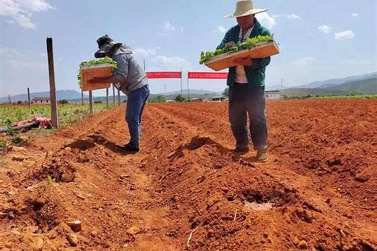 茶苗移栽最佳时间 移栽后多久施肥