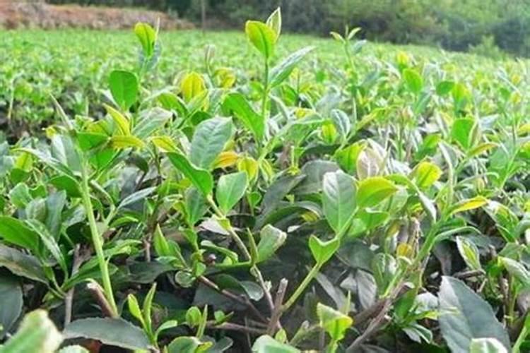 茶苗移栽后多久施肥