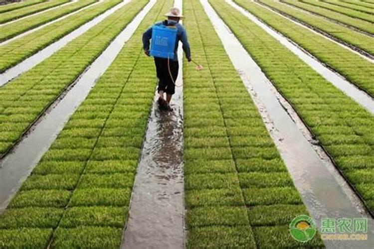 水稻扬花能喷叶面肥吗,怎么样？
