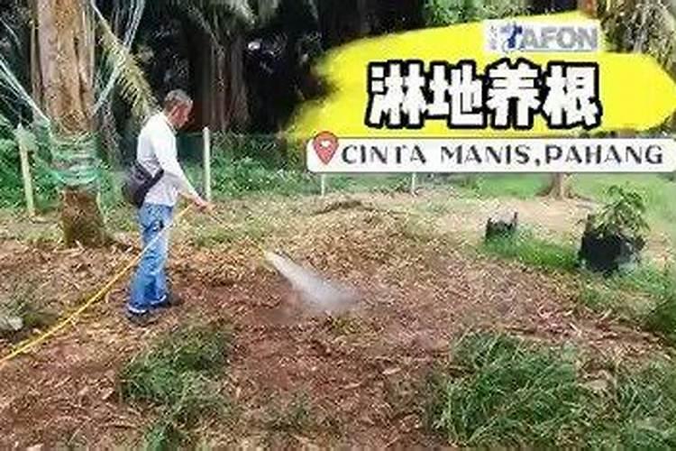 枇杷树保花保果打什么药最好