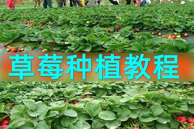 油菜移栽后怎样施肥