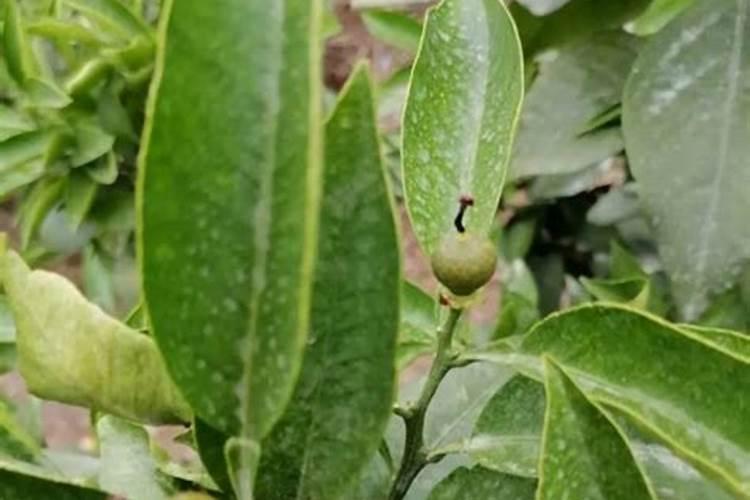 盛花期棉花如何施肥