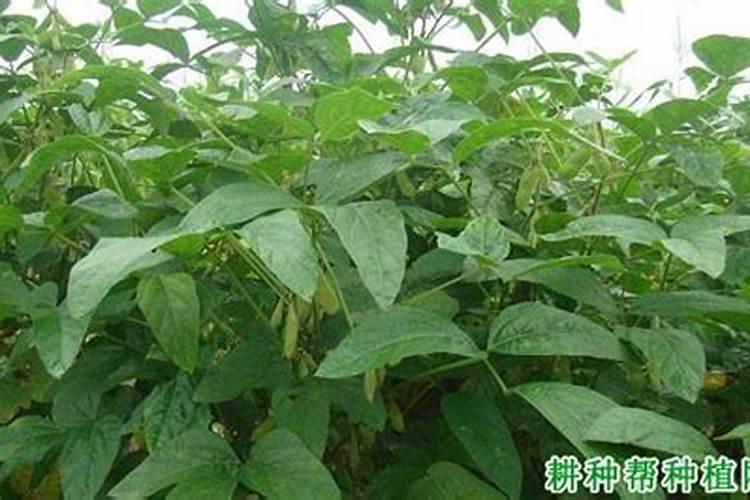 玉米缺磷的主要表现有哪些？