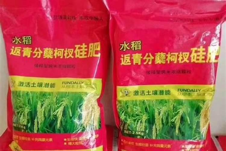 施什么肥,可以防止水稻倒伏？