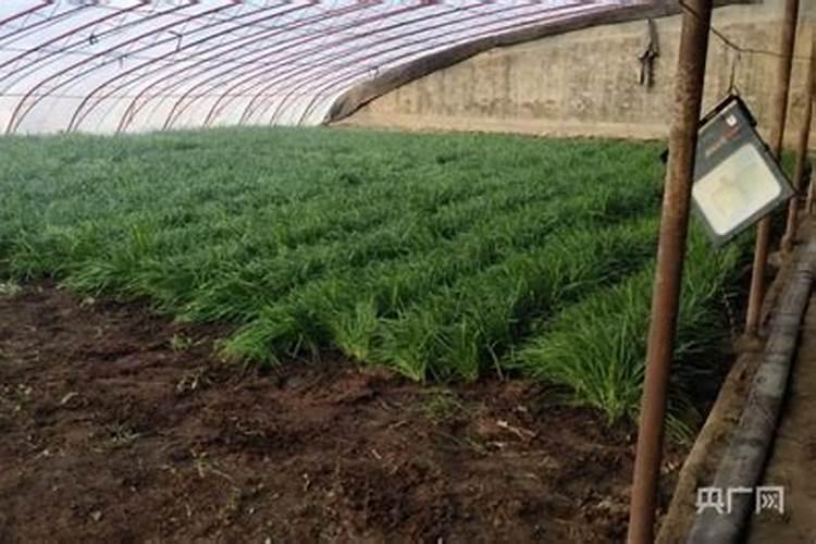 柑橘用什么肥料能生细根呢？