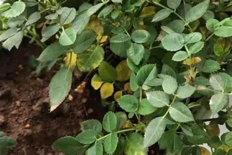 绿植叶子发黄施什么肥