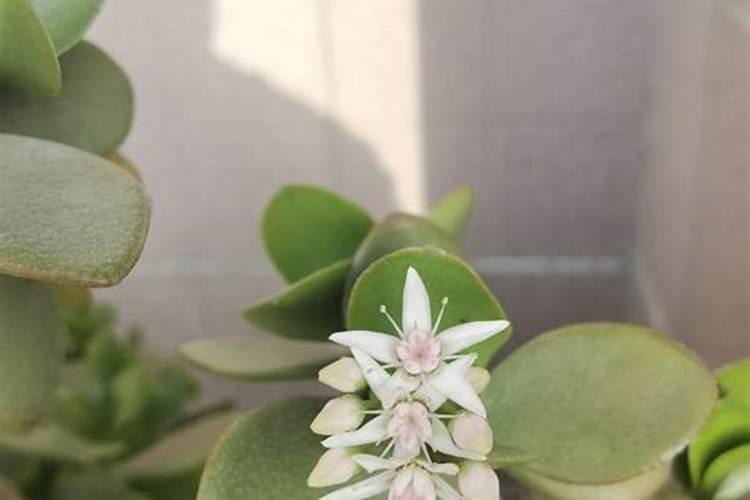 请问谁对四霉素了解