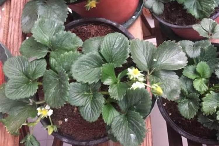 种植草莓有机肥一定要用吗？不用会怎样？