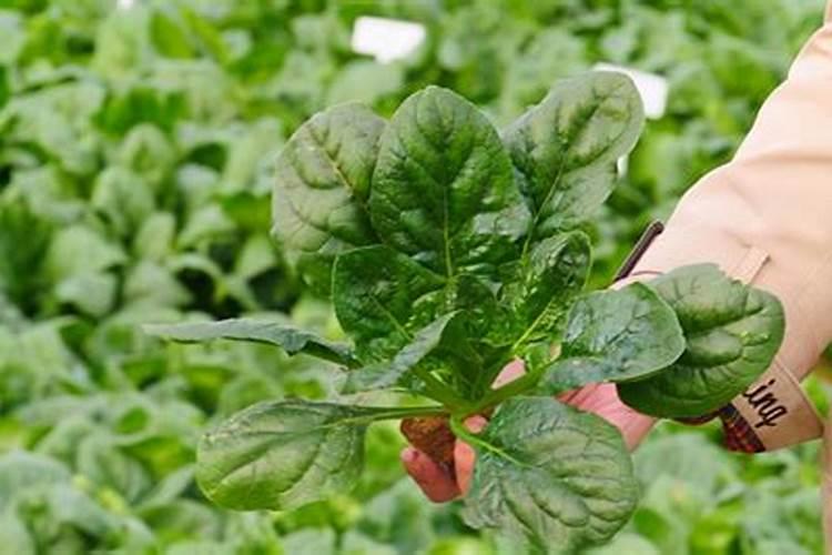 白菜菠菜应该施什么肥