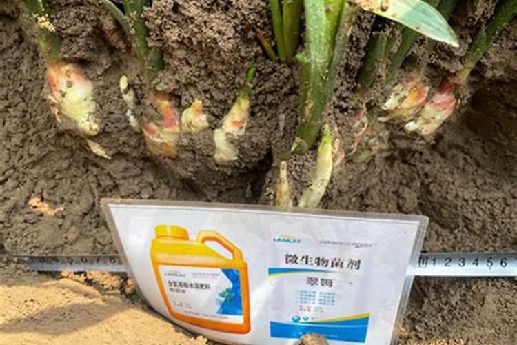 辣椒移栽后用什么肥提苗