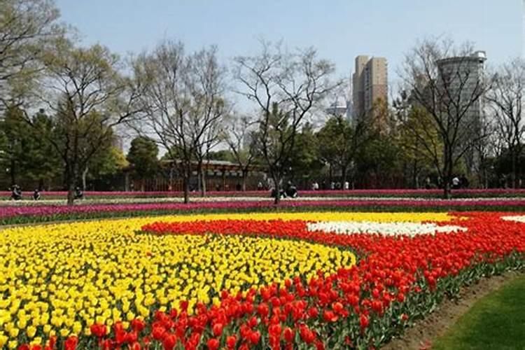 郁金香喜肥吗 喜欢施什么肥料
