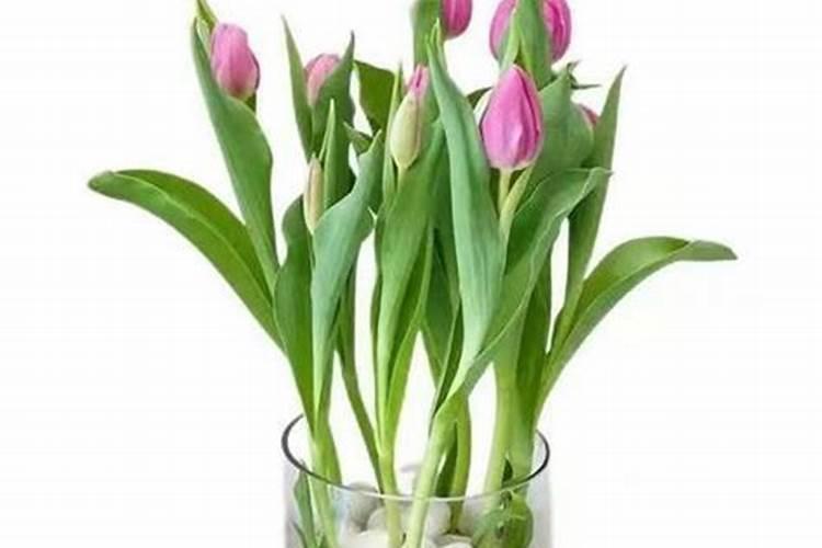 郁金香需要施肥吗 郁金香要施什么肥