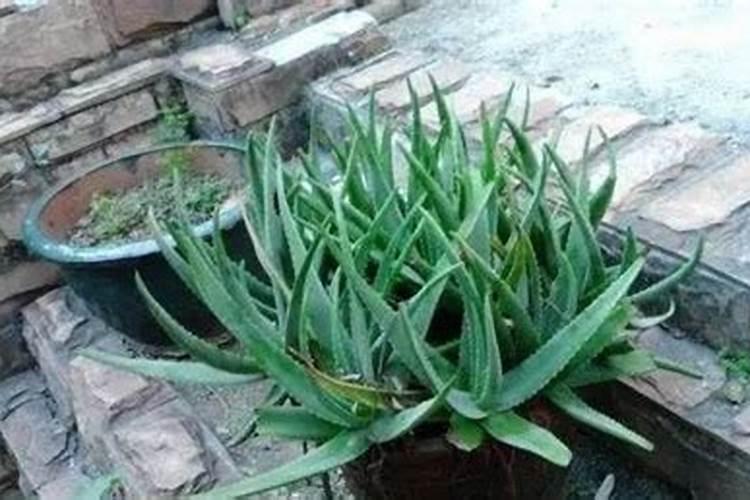 鸟粪可以做肥料吗