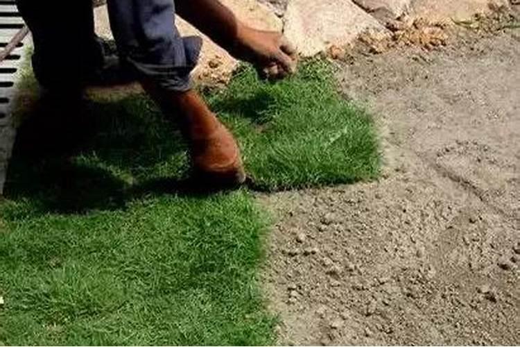 水稻返青肥什么时候用