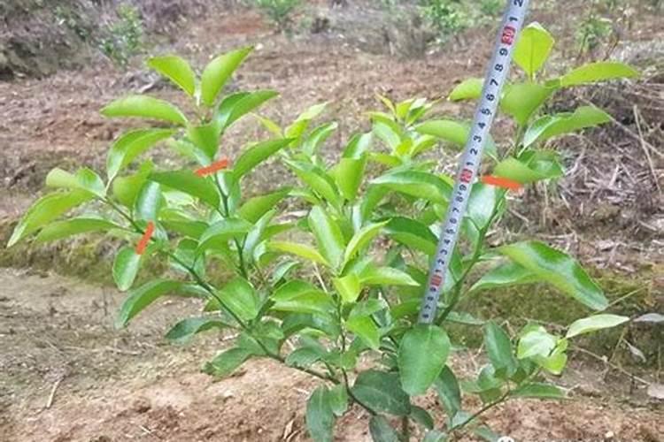 小麦后期喷什么微肥增产增重 死穗怎么防治