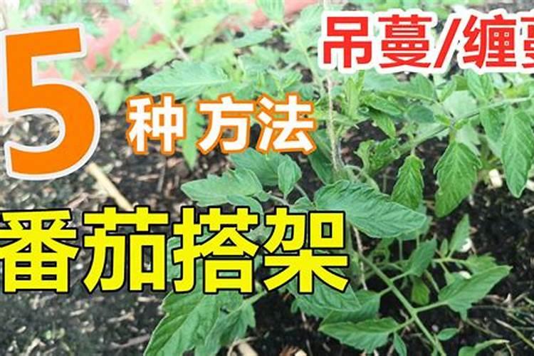 西红柿施什么肥最好