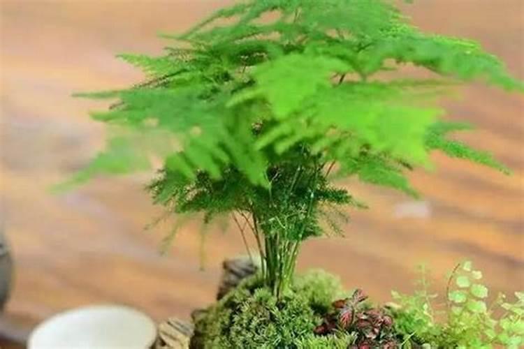 仙客来开花的时候可以施肥吗？