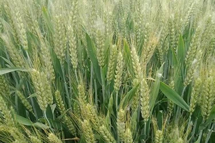 小麦吸收氮肥的高峰期是